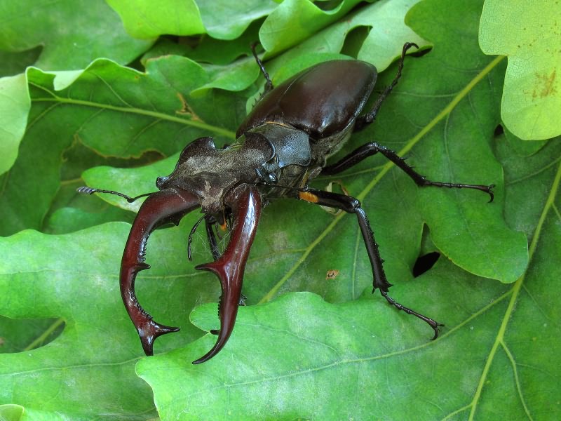 Lucanus cervus (Linnaeus, 1758)